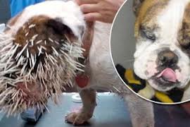 anjing  Anjing Bulldog Diserang Landak