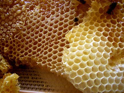 Sarang Lebah